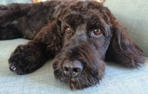 CCTV-app-saves-Essex-dog
